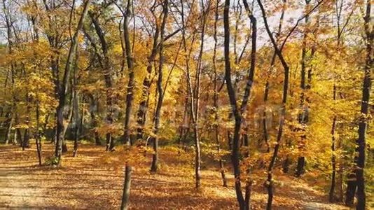 走过秋天的森林.. 穿过明亮的五颜六色，充满活力的金色秋天，阳光明媚的园林视频