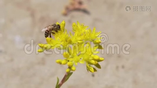 蜜蜂在花上工作视频