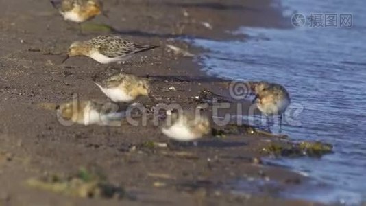 一群鸟——小金刚石迷努塔沿着靠近水的沙质海岸奔跑。视频