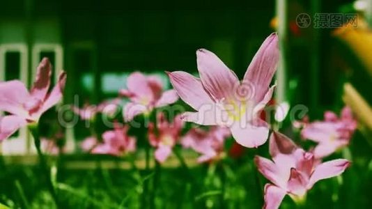 特写粉雨百合花在风中吹在绿色的背景上，泽菲林特米努塔。视频