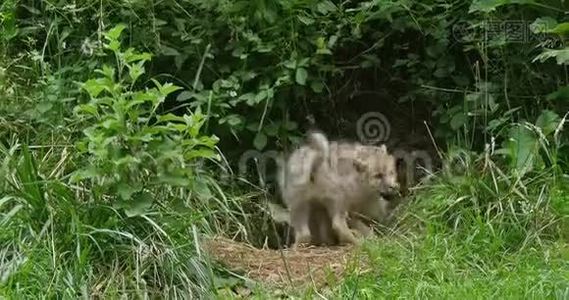 北极狼，犬狼疮苔原，幼仔在登门玩，实时视频