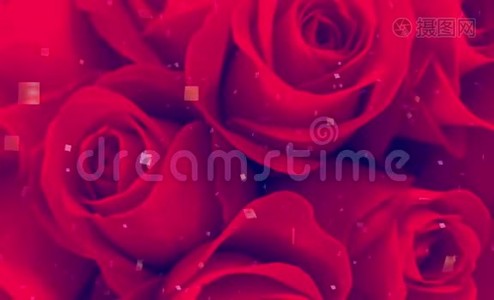 浪漫的红玫瑰点燃缬草碱视频