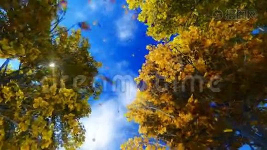 秋天落叶飘向天空的运动视频