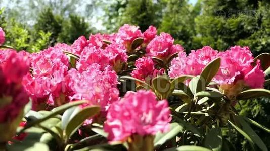 粉红色杜鹃花在春天开花。 蜜蜂从花头飞到花头视频