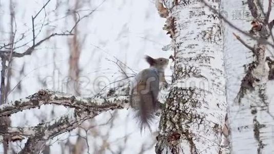 松鼠在桦树树枝上跳跃。视频