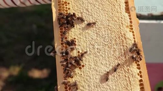 蜜蜂在蜂巢上爬行。 充满蜂蜜的蜂巢视频
