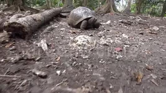 生活在岛上的老海龟视频