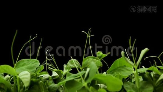 春分期生长植物，温室农业发芽新生豌豆视频