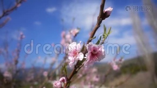 自然界中树上的桃花视频