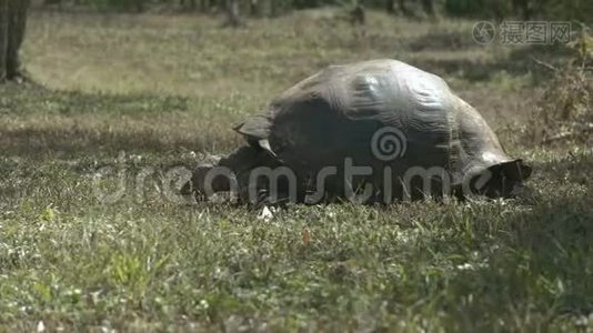 加拉帕戈斯群岛上的伊斯拉圣克鲁斯岛上的一只喂食巨龟视频