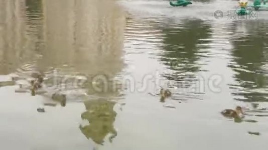 夏天，小鸭子和妈妈在城市喷泉里游泳视频