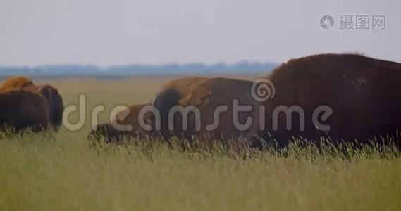 在国家保护区的草地上散步的大型野牛的射击视频