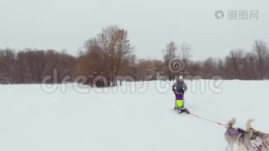 哈士奇在冬天骑着马在雪地里奔跑，在他身后驾驶着一个雪橇的女人视频