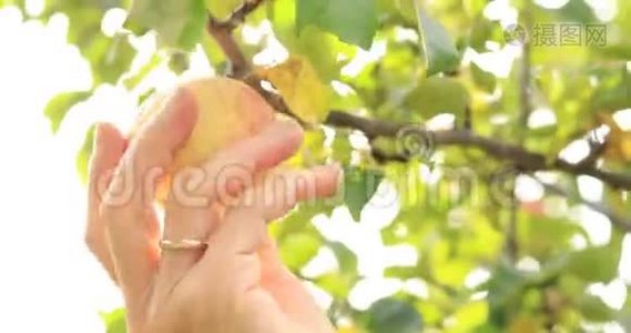雌性手从树上取出成熟的苹果果实。 秋收视频