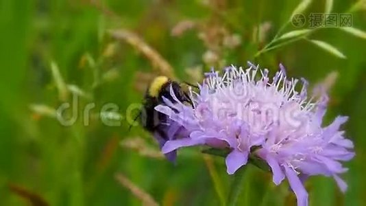 粉红花草地上的蜜蜂采集花蜜。视频