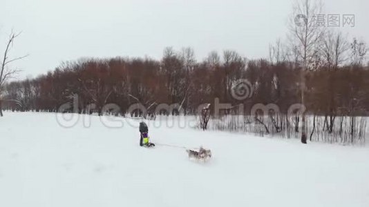 哈士奇在冬天骑着马在雪地里奔跑，在他身后驾驶着一个雪橇的女人视频