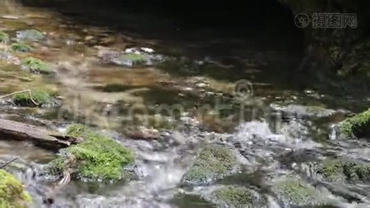 透明的森林水在森林的大石头之间流动视频