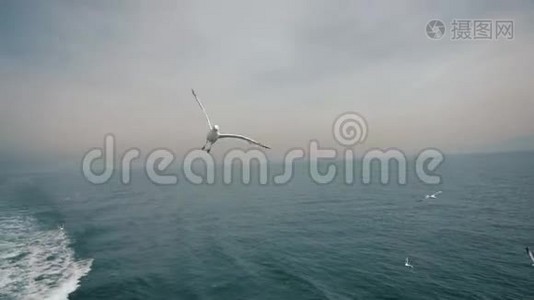 一只雪白的海鸥飞过海面，在飞行中捕捉到一块面包视频