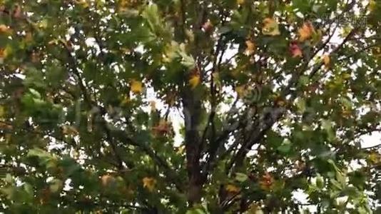 树叶在微风中摇动视频