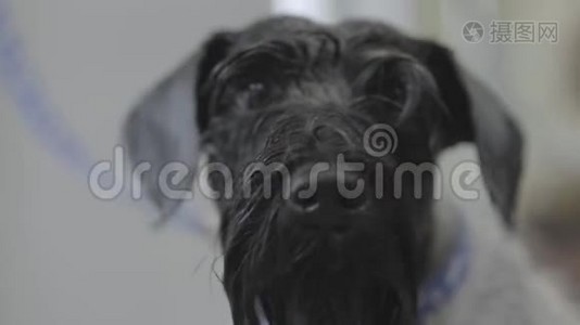 毛茸茸可爱的黑色小狗特写的肖像。 可爱的狗在宠物沙龙梳洗后摇动视频