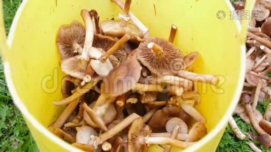 刚切好的蜜露扔进亮黄色的桶、篮子里。很多秋蘑菇。收集到的蘑菇视频