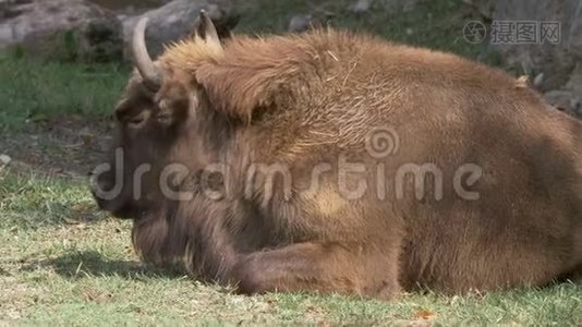 欧洲野牛视频