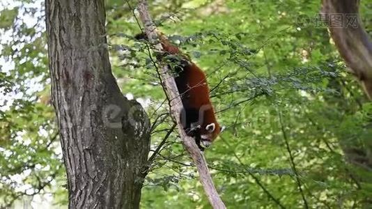 红熊猫拉丁名字叫艾尔鲁斯富根斯正在树上徒步旅行。 树叶上罕见的外来动物。视频