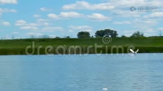 野生白天鹅从蓝色湖泊起飞视频