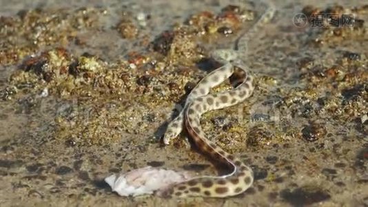 水下蛇正在埃及达哈布的红海里狩猎和觅食，慢动作，4k视频