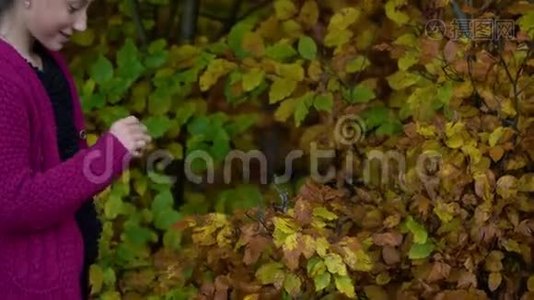 年轻漂亮的女孩走在秋天的森林里。 她`高兴。 这个女孩正在考虑多种颜色的叶子。视频