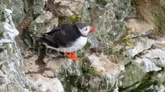 筑巢地点的松饼。视频