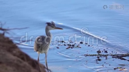 一只年轻的灰鹭鸟在浅水中涉水寻找猎物视频