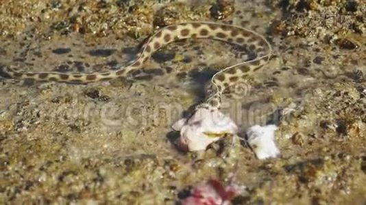 水下蛇正在埃及达哈布的红海里狩猎和觅食，慢动作，4k视频