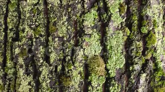 马栗树皮，树皮和树干赋予的纹理视频