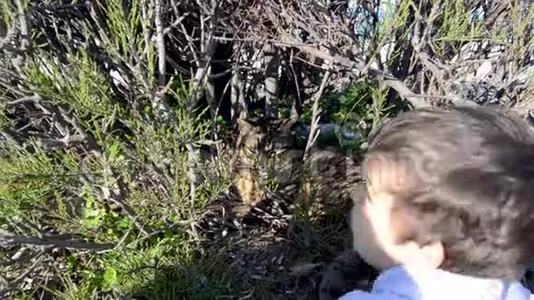 可爱的幼儿向躲在灌木丛中的猫挥手视频