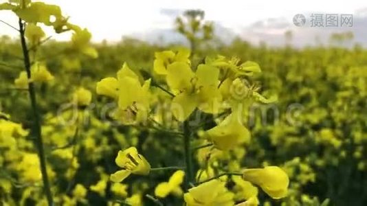 黄油籽油菜在蓝天碧草.. 英国诺福克的春天。 油籽的黄花视频