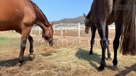 两匹马在阳光明媚的日子里在草地上放牧。视频