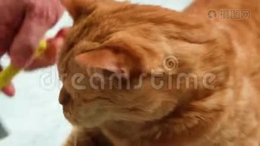 把被梳理的猫关起来。 它离开以逃避这个过程。 主人照顾他的家养动物视频