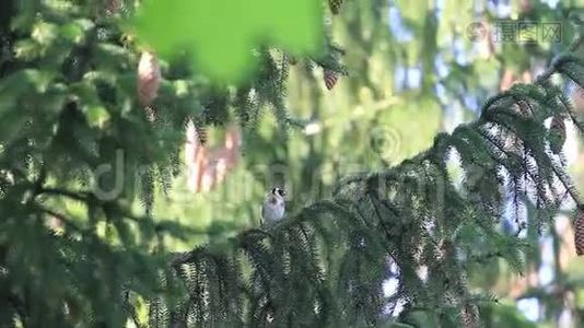 金雀坐在云杉树枝上视频