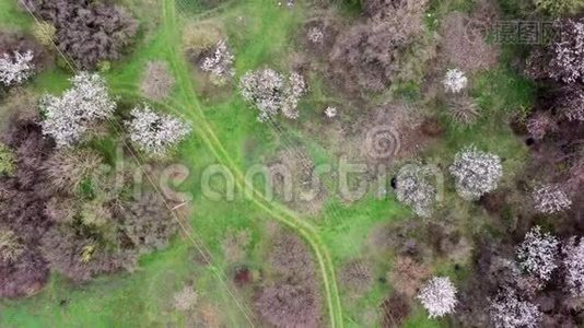 开花树之间的小径。 空中观景视频