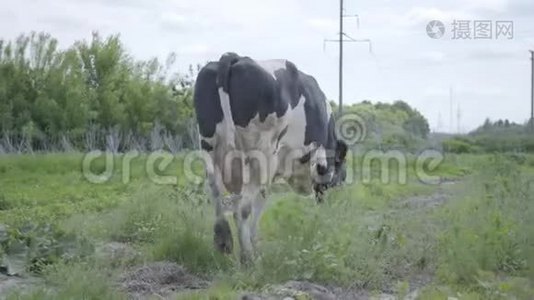 美丽的、孤独的、健康的、整齐的奶牛在农场院子里走来走去。视频