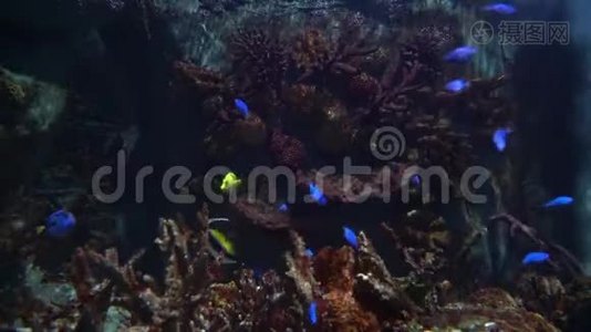 黄蓝相间的唐鱼在大型水族馆游泳视频