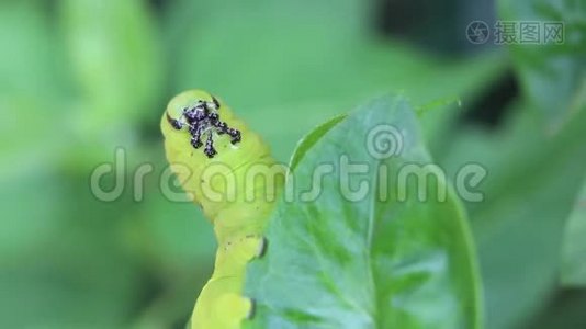 蝴蝶幼虫毛毛虫是破坏性害虫的菜园..视频