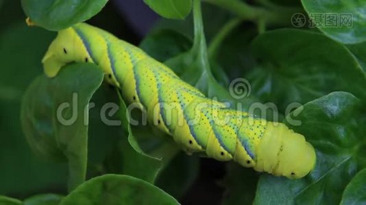 蝴蝶幼虫毛毛虫是破坏性害虫的菜园..视频