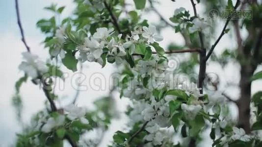 春天里一枝盛开的苹果树，有着轻风。 盛开着美丽白花的苹果.. 分支机构视频