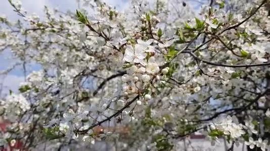 梨树开花。 春天，树上开着粉红色的白花视频