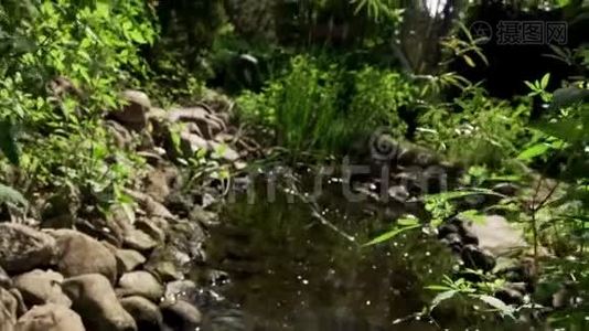 小池塘位于乡村庄园附近的森林里视频