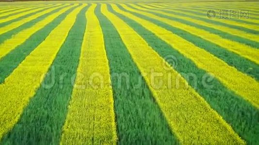 在农村地区种植了黄色油菜和绿色小麦的线视频