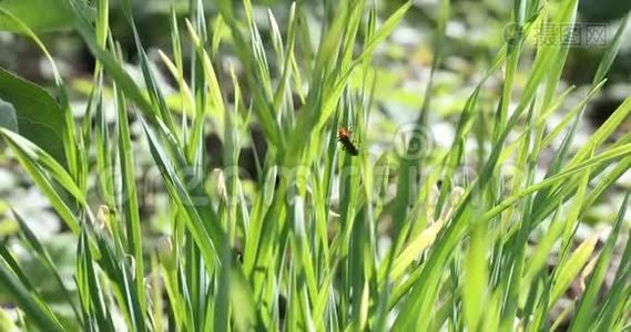 夏天绿草中的黑或虫视频