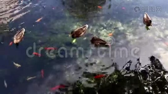 湖里的动物视频